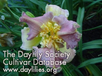 Daylily Greetings Earthling